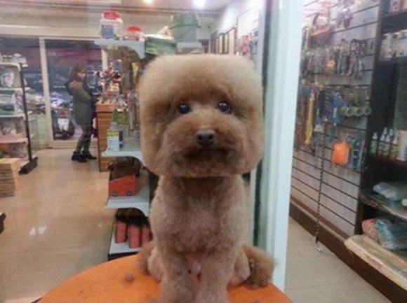 Perros cortes de pelo 3