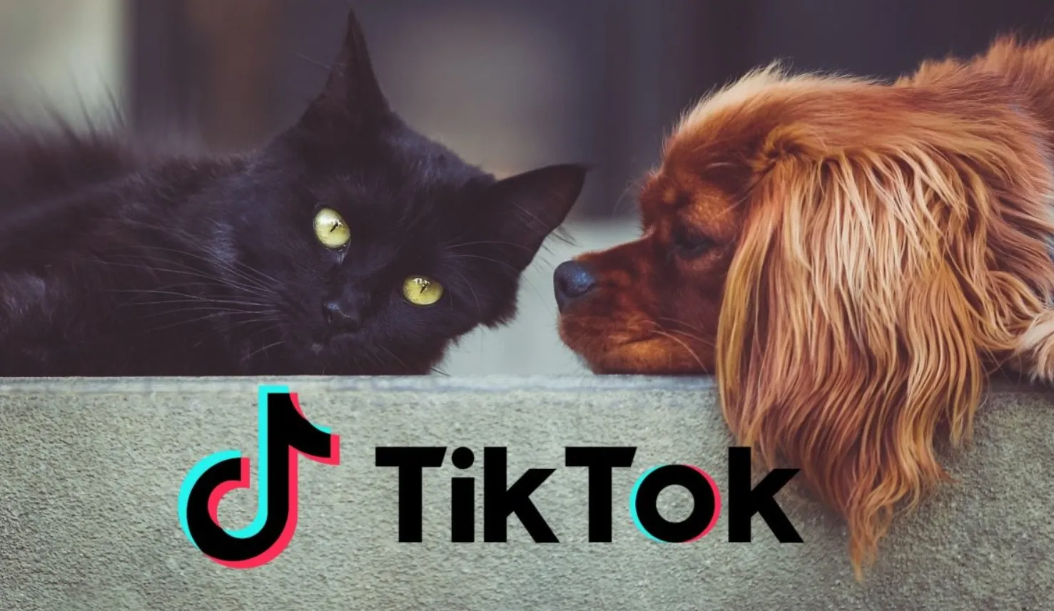 TikTok Mascotas