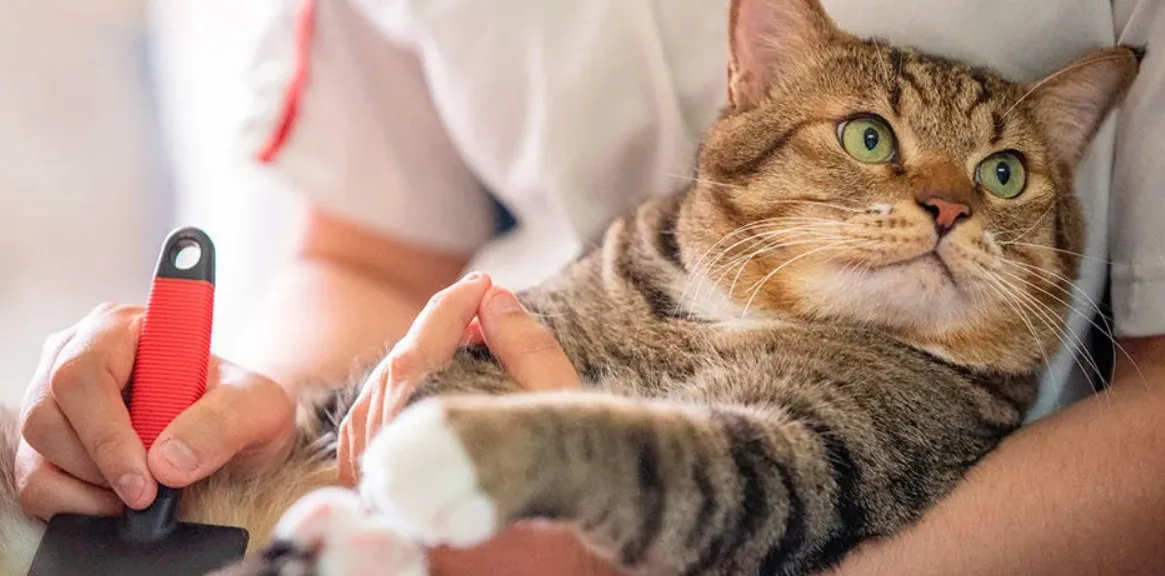 cuidado gatos negocio